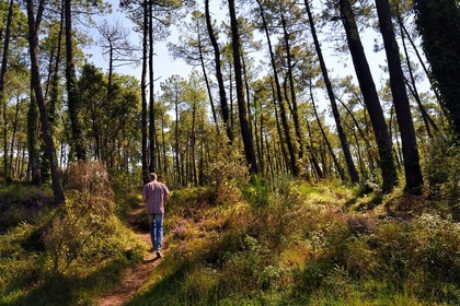 France, Pyrenees Atlantiques, Basque Country, Anglet, forest of Pignada, pinewood