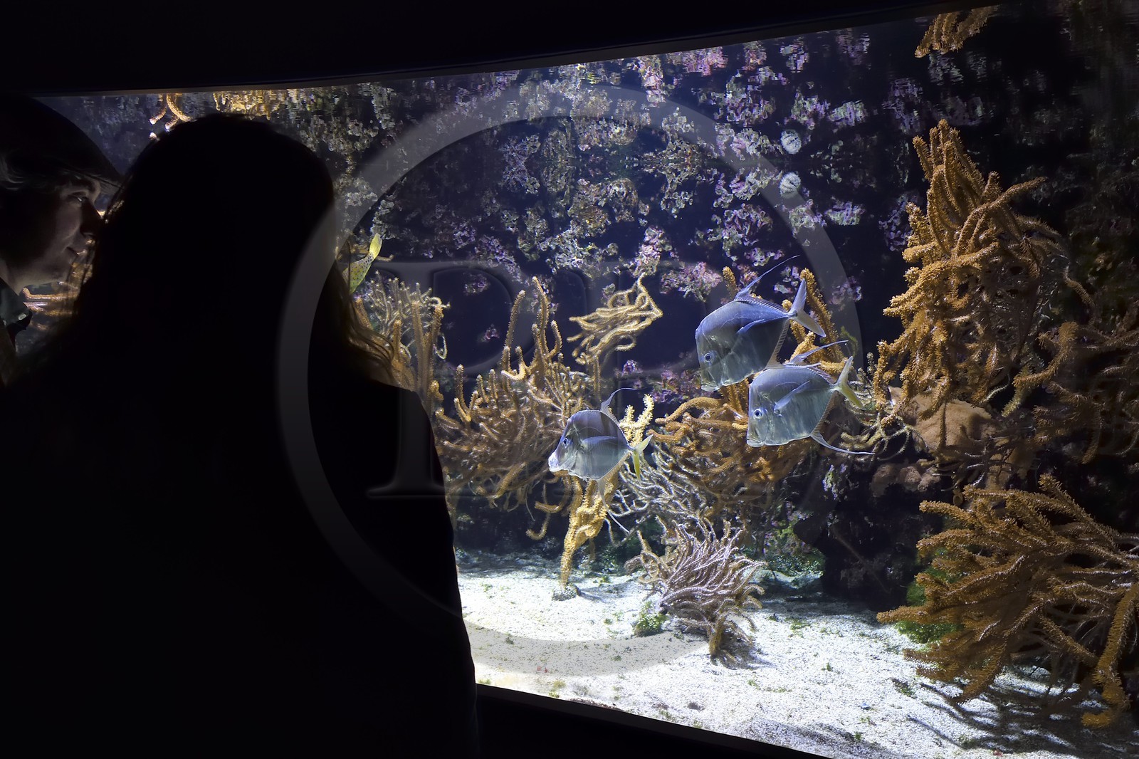 France, Charente-Maritime (17), La Rochelle, Aquarium La Rochelle, Mention obligatoire, poisson lune (Selene vomer)