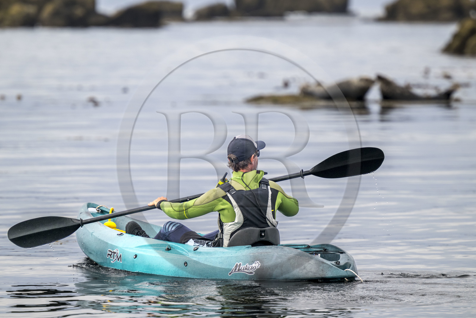 France, Finistère, Penmarch, Étocs archipelago, kayak trip from the Guilvinec Nautical Center to discover the gray seal (halichoerus grypus) in the rocks at low tide