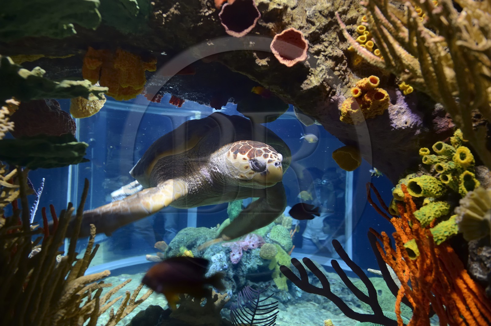Portugal, Lisbonne, Parque das Nações (Parc des nations) construit pour l'exposition universelle de 1998, Oceanário (Oceanarium), tortue de mer