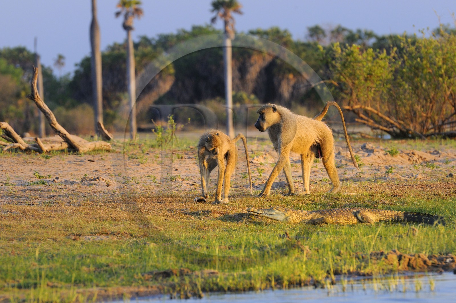Tanzanie, Reserve de gibier de Selous une des plus grandes zones protégées au monde et inscrite sur la liste du patrimoine mondial de l’Unesco depuis 1982, Babouins jaunes (Papio hamadryas cynocephalus) passant non loin d'un bébé crocodile