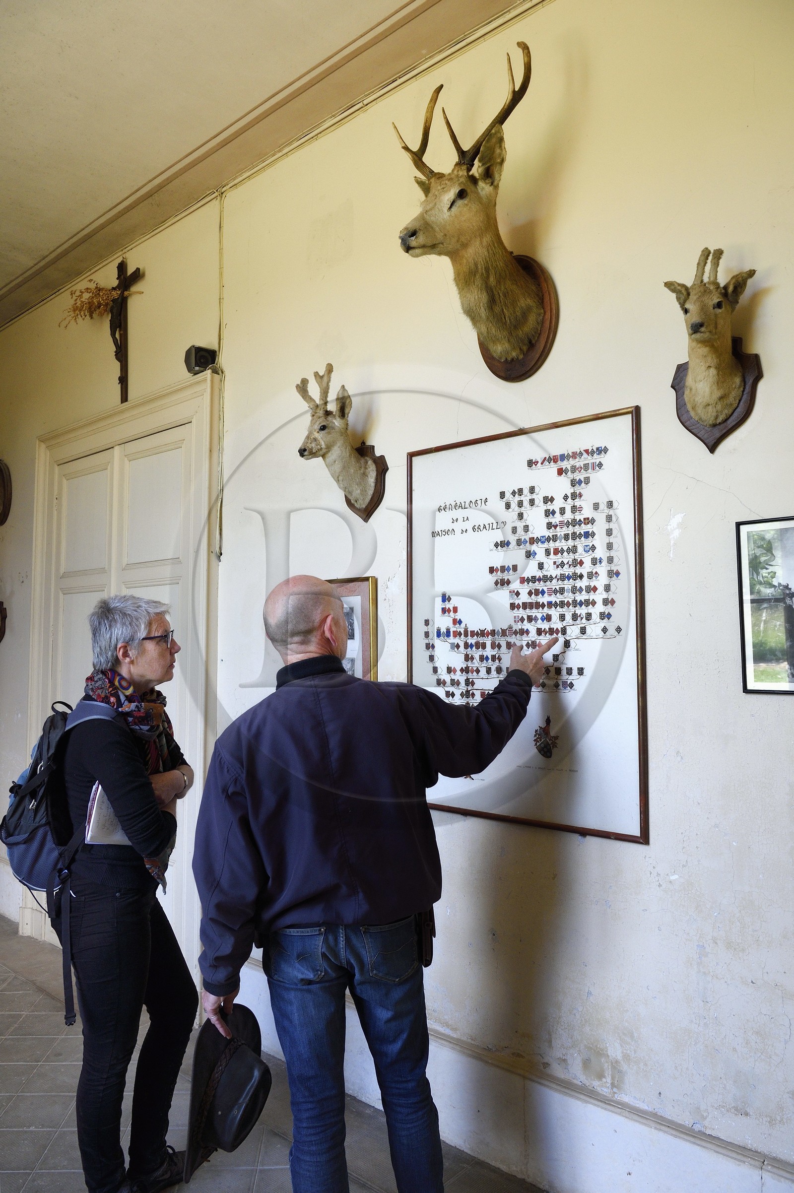 France, Charente-Maritime (17), Saintonge, Port-d'Envaux, Chateau de Panloy, le régisseur Sylvain Fougerit présente l'arbre généalogique de la maison de Grailly dans la galerie de chasse avec les trophées