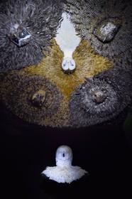 France, Paris (75), quartier du Marais, le musée de la Chasse et de la Nature dans l’hôtel de Guénégaud, la nuit de Diane installation de l’artiste anversois Jan Fabre