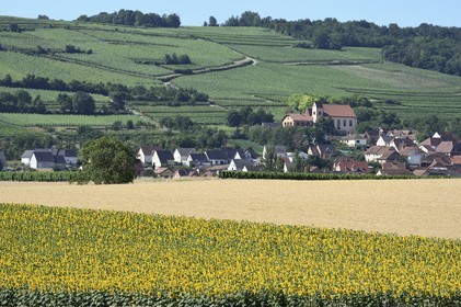 France, Bas-Rhin (67), Route des vins d'Alsace, Bergbieten, champ de tournesols