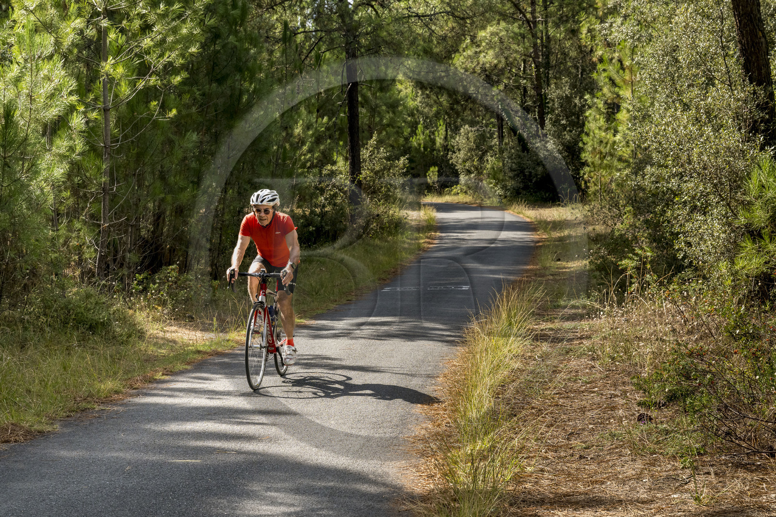 France, Charente-Maritime, Royan, Les Mathes, cyclists on the Vélodyssée, the EuroVelo1 cycle path which runs along the Atlantic north of La Palmyre