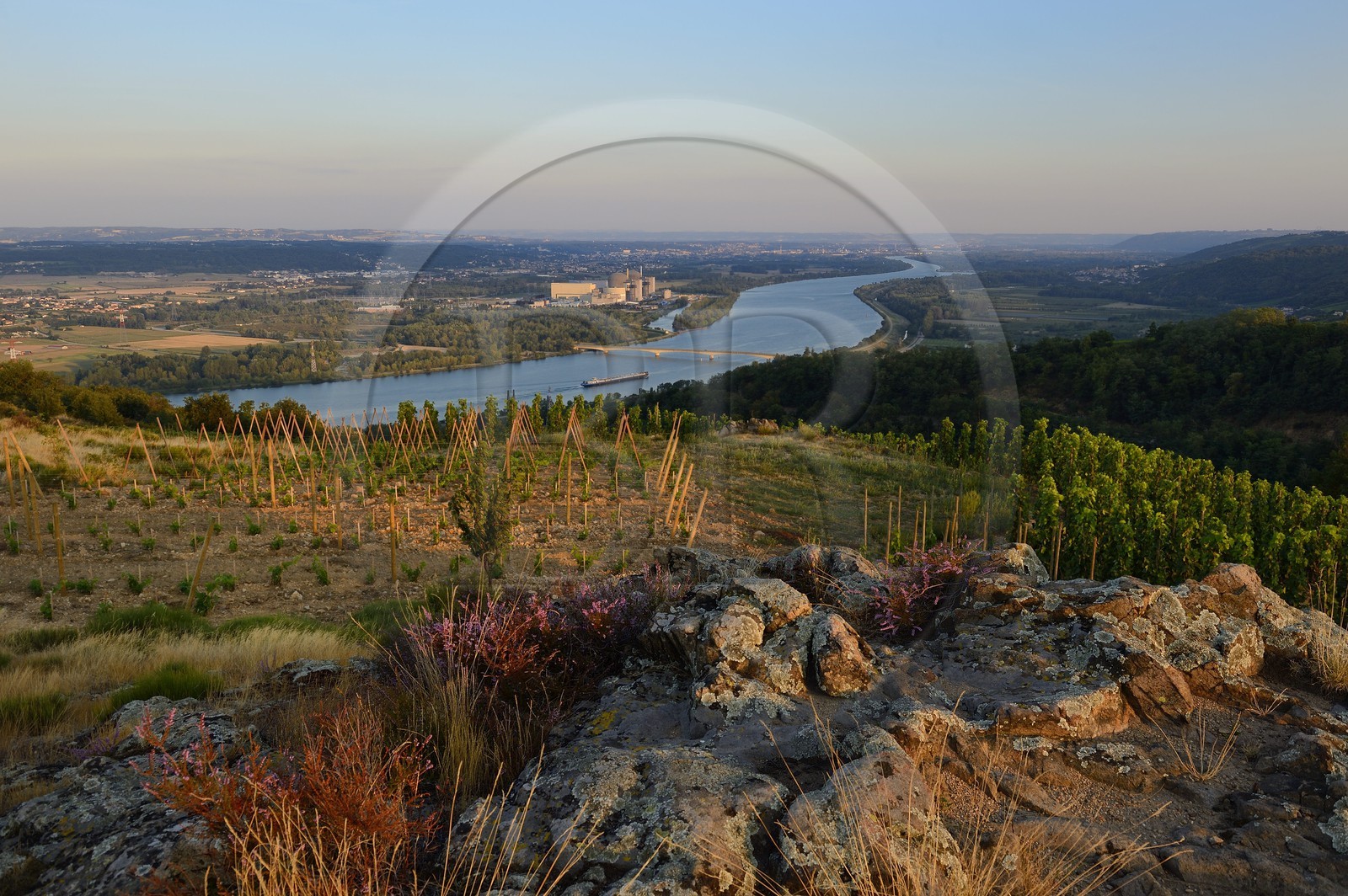 France, Loire (42), Parc Naturel Régional du Pilat, le domaine du Monteillet Stéphane Montez, le vignoble surplombant le Rhône, la centrale nucléaire de Saint Alban en arrière plan