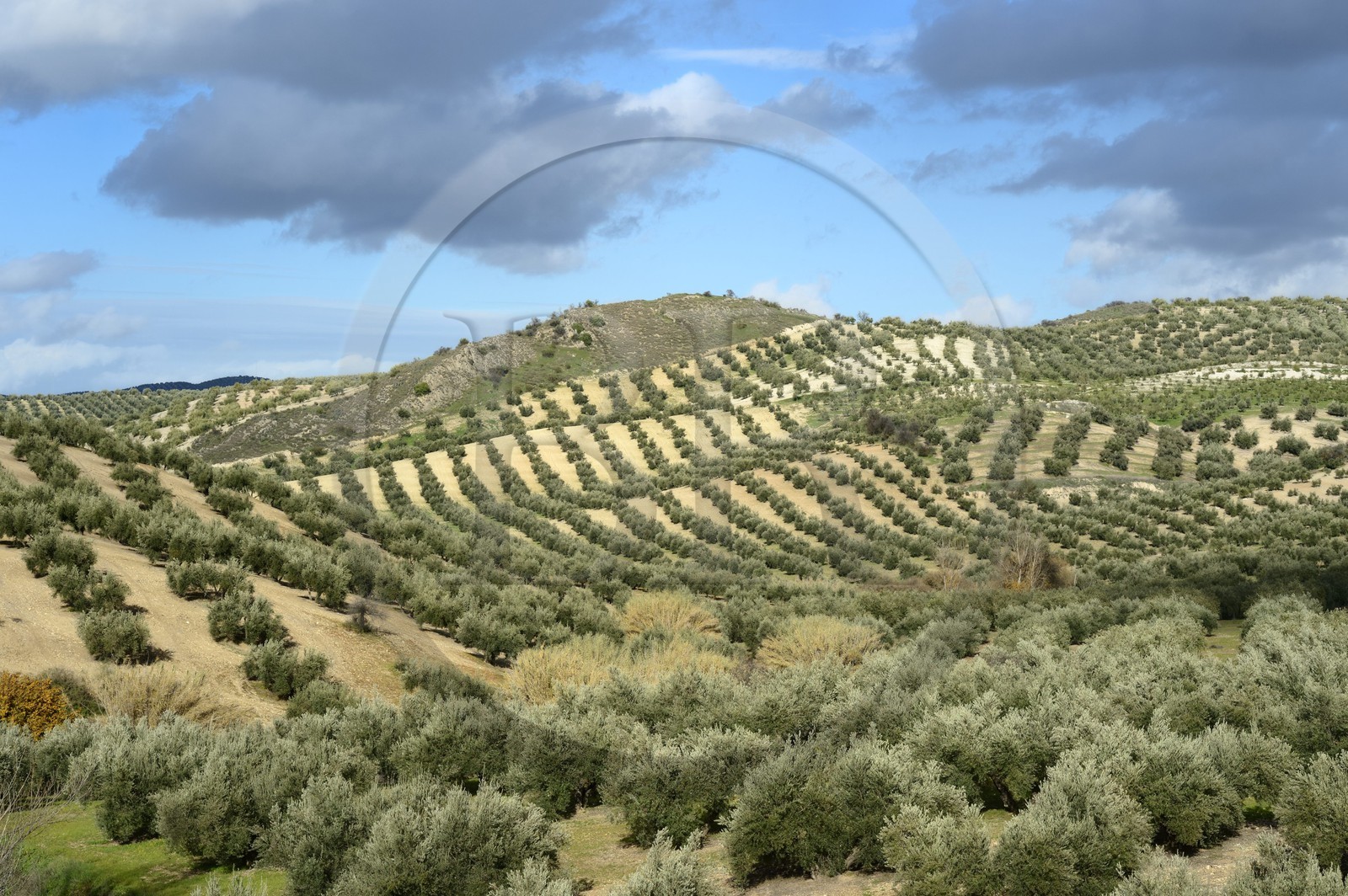 Espagne, Andalousie, province de Jaén, champs d'oliviers au sud de Martos entre Baena et Alcaudete