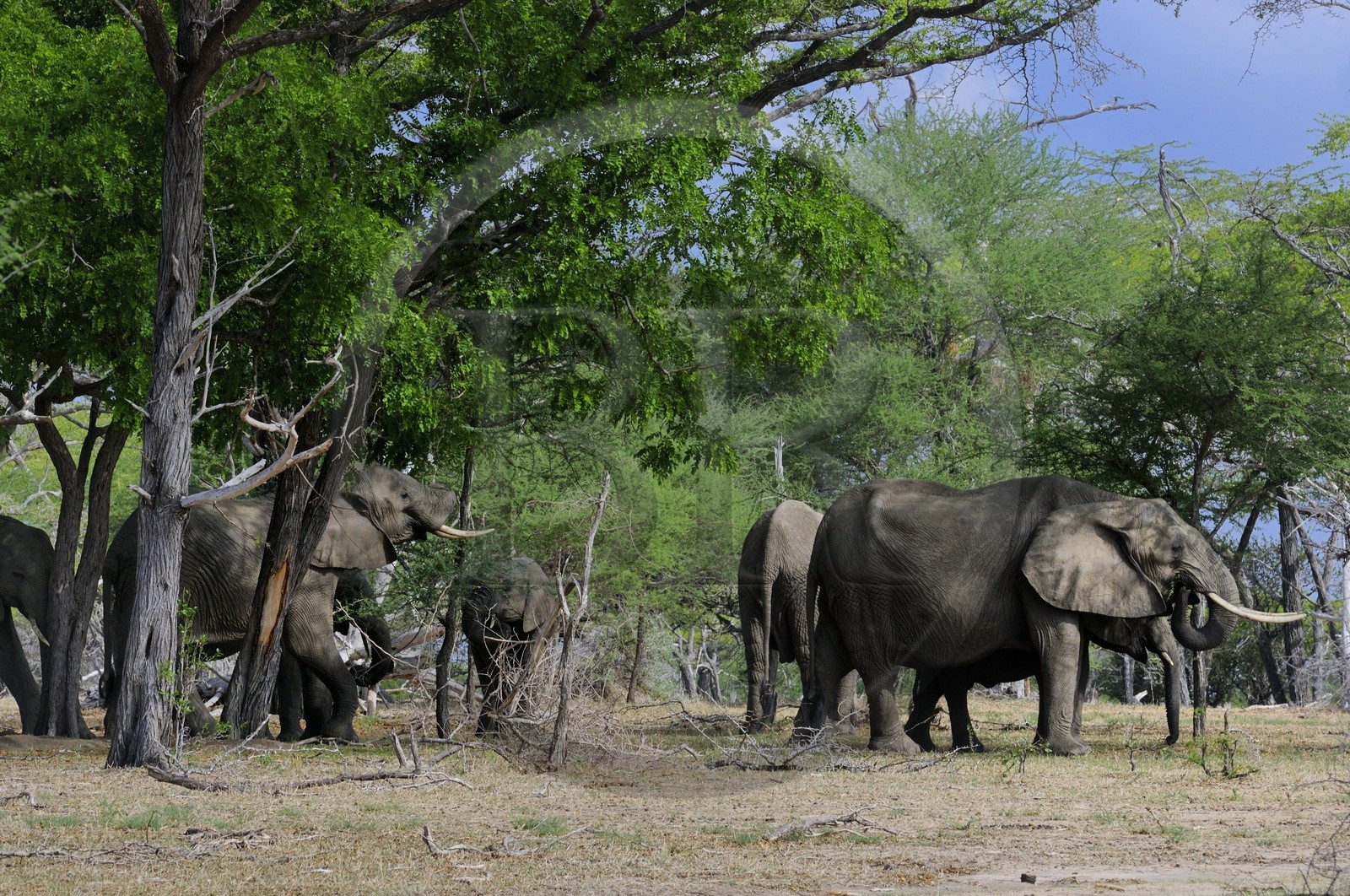 Tanzania, Selous Game Reserve is one of the largest fauna reserves of the world and designated a UNESCO World Heritage Site in 1982, African Bush Elephant (Loxodonta africana)