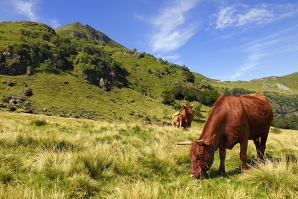 France, Cantal (15), monts du Cantal, Parc Naturel Régional des Volcans d' Auvergne, vache de race salers au pied du Puy-Mary