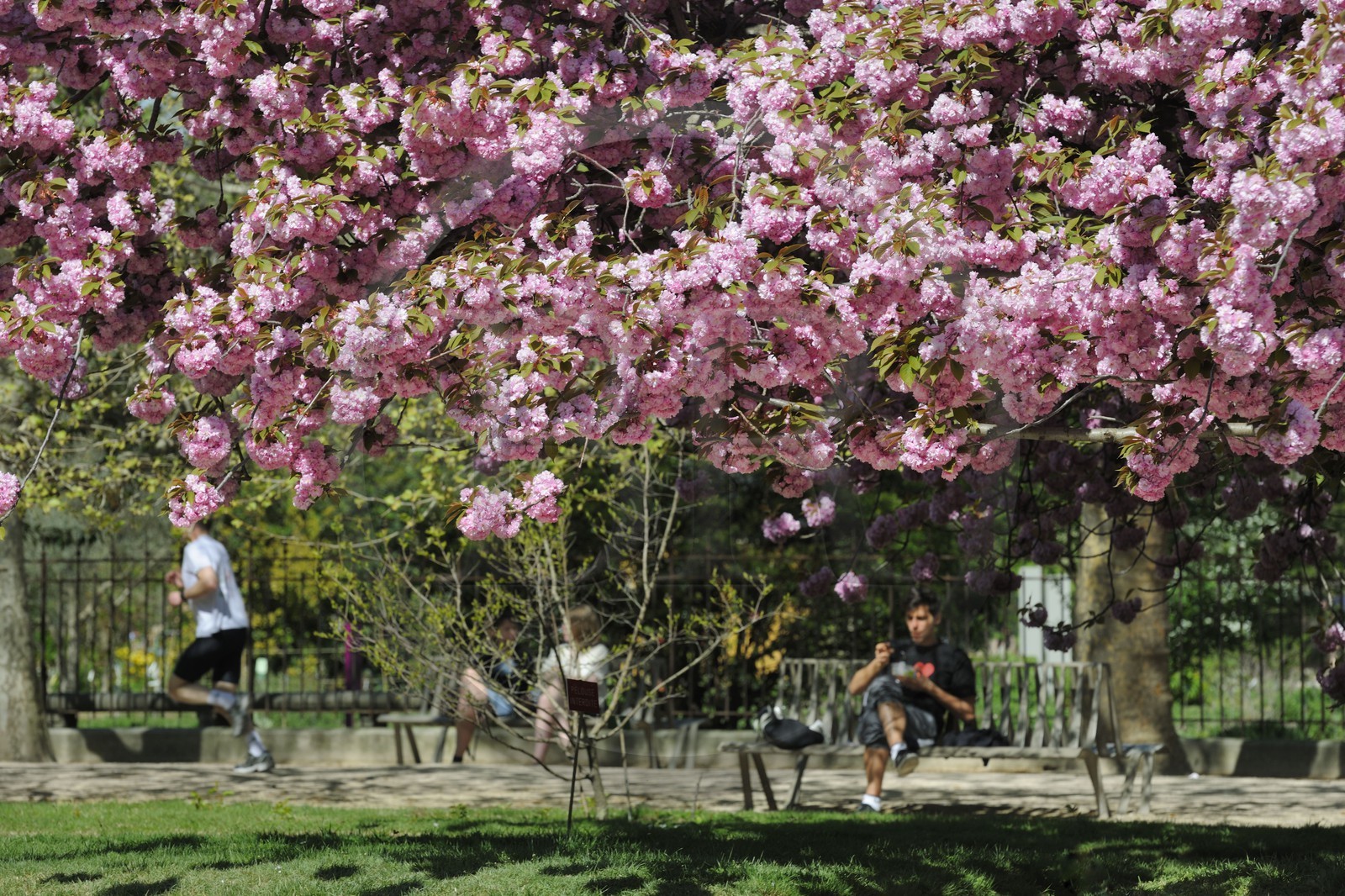 France, Paris (75), le jardin des plantes, cerisier japonais en fleurs