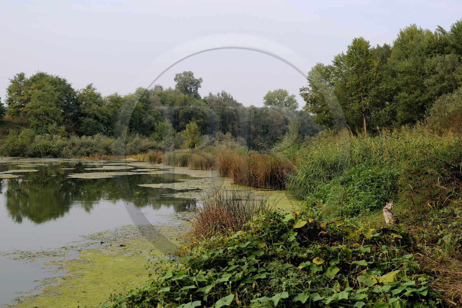 Italie, Piémont, la bataille de Marengo eut lieu le 14 juin 1800 près de la ville de Alessandria à 70 km au nord de Gênes entre les victorieuses forces françaises de Napoleon Bonaparte et l'armée autrichienne