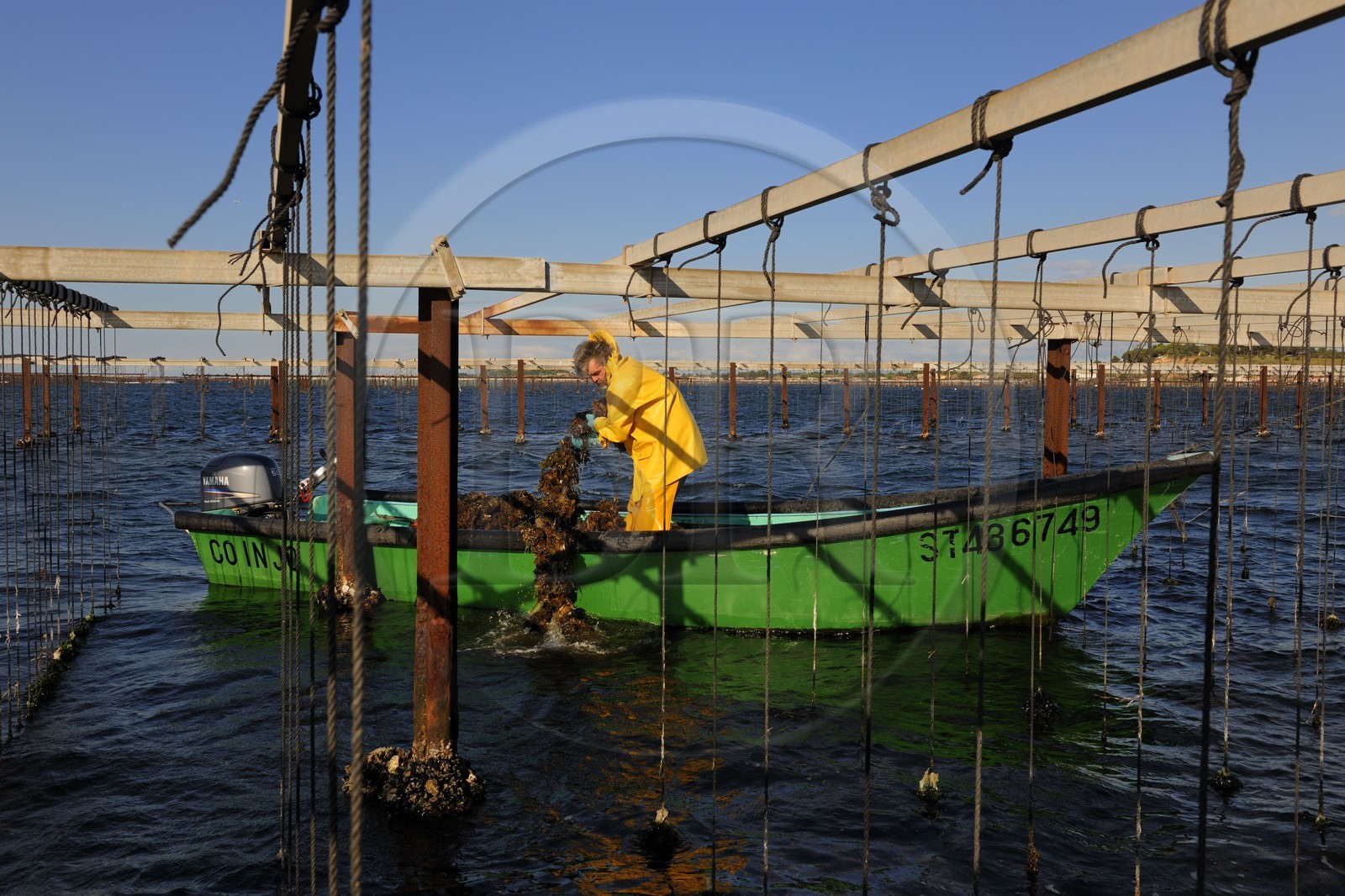 France, Hérault (34), Bouzigues, étang de Thau, l'élevage en suspension sur des cordes dans le parc à huîtres