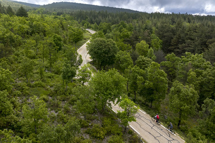 France, Vaucluse (84), Parc Naturel Régional du Mont Ventoux, Bedoin, ascension à vélo du Mont Ventoux par la route D974 sur le versant sud, route à travers une épaisse forêt de chênes et de pins à crochets(vue aérienne)