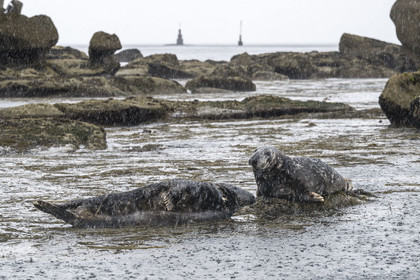 France, Finistère (29), Penmarch, archipel des Étocs, phoque gris (halichoerus grypus)