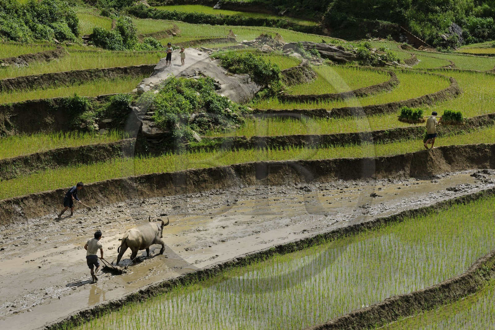 Vietnam, province de Lao Cai, région de Sapa, paysan de la minorité Hmong Noir labourant une rizière en terrasses avec un buffle