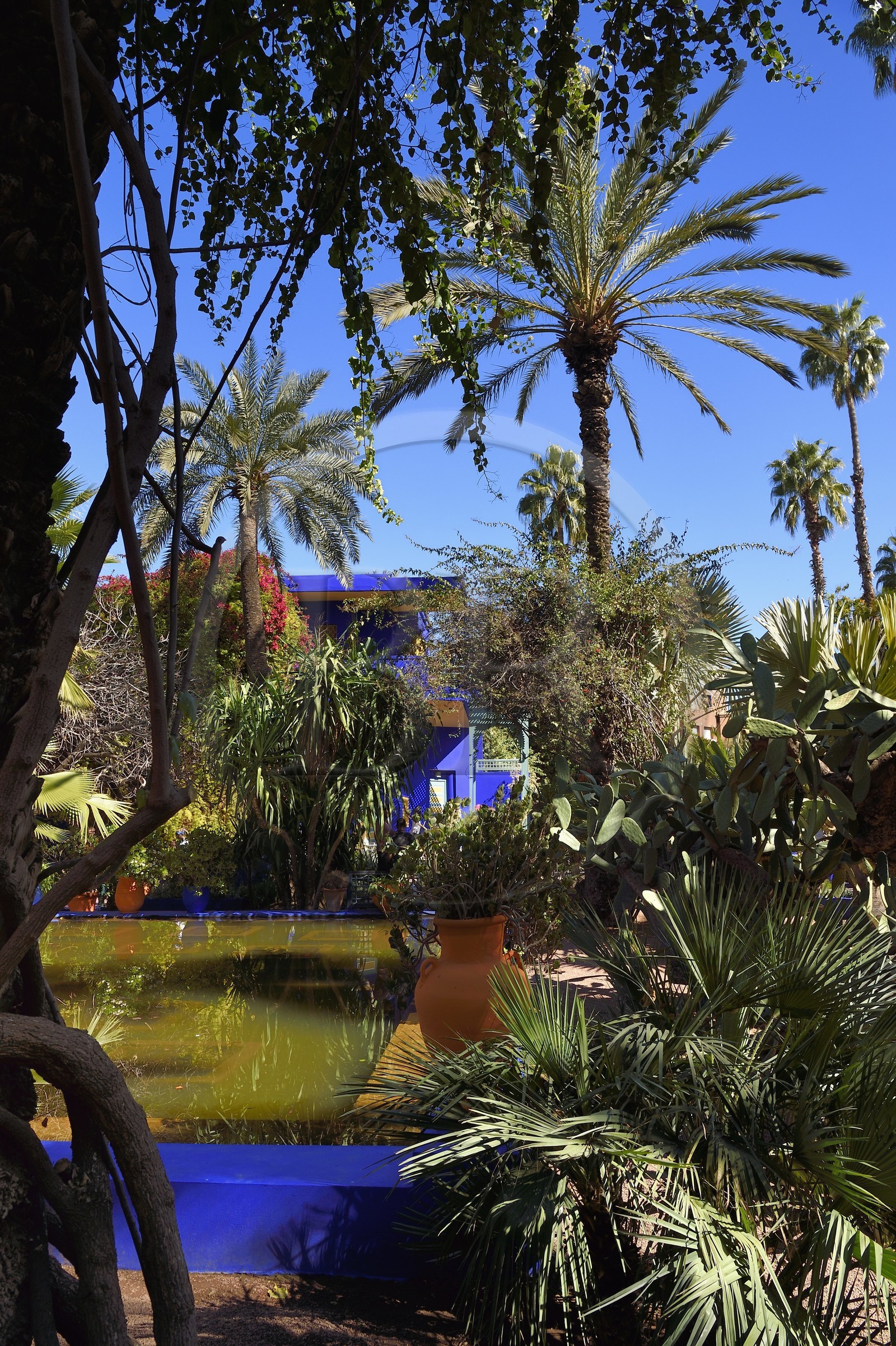 Maroc, Haut-Atlas, Marrakech, ville impériale, quartier de Gueliz, jardin Majorelle fondé en 1931 par le peintre français Jacques Majorelle puis racheté en 1980 par Yves Saint Laurent et Pierre Bergé