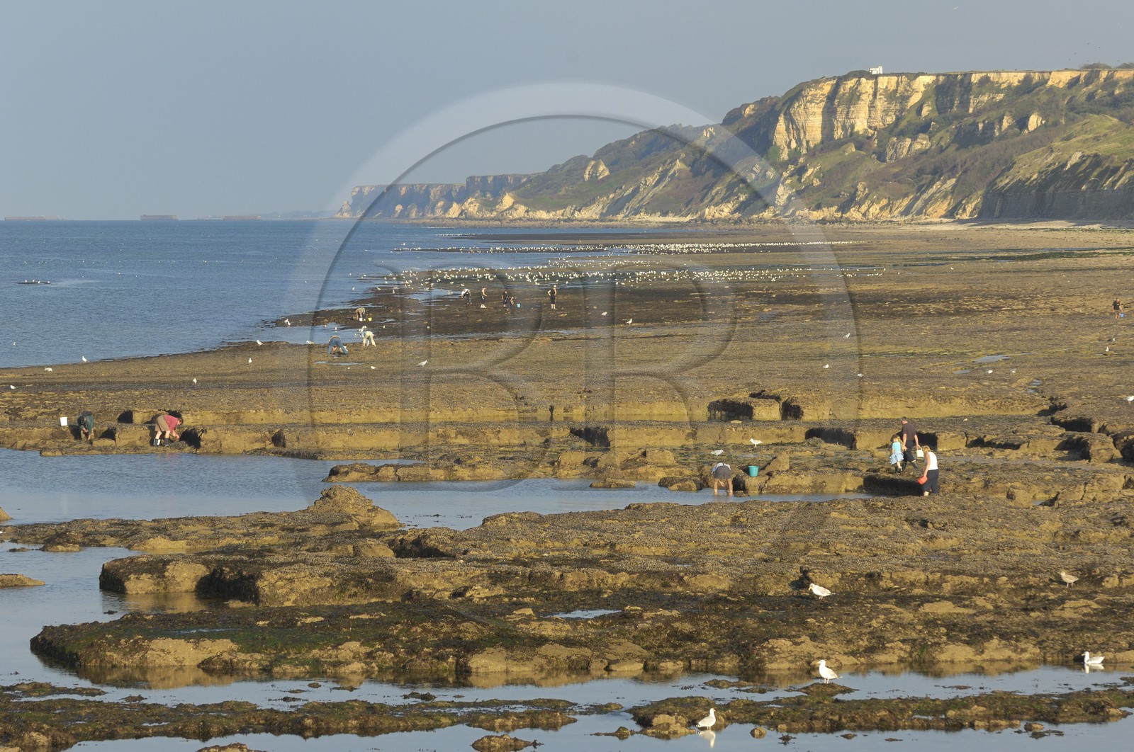 France, Calvados (14), Port-en-Bessin, pêche à pied sur la côte à marée basse