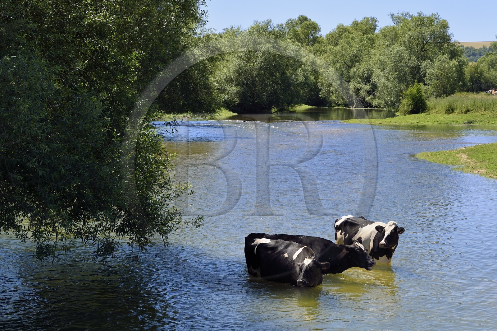 France, Meuse (55), Bannoncourt, vaches se baignant dans la Meuse