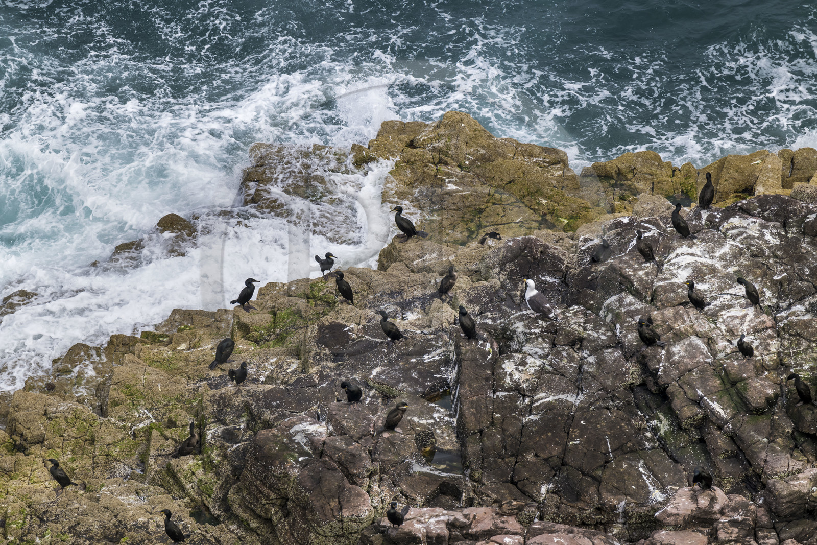 France, Côtes d'Armor (22), Grand Site de France Cap d'Erquy – Cap Fréhel, Plévenon, Cap Fréhel classé Natura 2000, rocher en grès de la Fauconnière où cohabitent des milliers d'oiseaux dont des cormorans