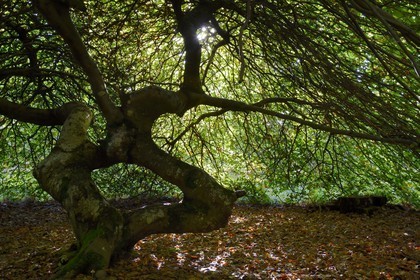 France, Marne, Parc Naturel de la Montagne de Reims (Natural Park of Montagne de Reims), Verzy, les Faux de Verzy, Verzy forest is the main nature reserve in the world for these extraordinary tortuous and winding beech trees