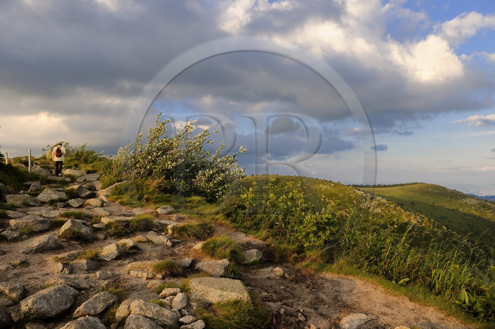 France, Haut-Rhin (68), la route des Crêtes, réserve naturelle tourbière du Tanet-Gazon-du-Faing