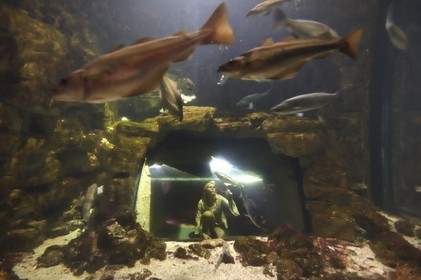 France, Charente-Maritime (17), La Rochelle, l'Aquarium