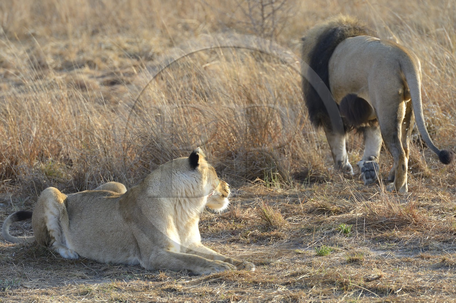 Zimbabwe, province des Midlands, Gweru, Antelope Park qui abrite ALERT (African Lion and Environmental Research Trust), lion (panthera leo) en zone 2, une des quatre femelles adultes et le mâle qui ont enfantés les lions qui seront relachés en clan dans un parc national pour le repeupler