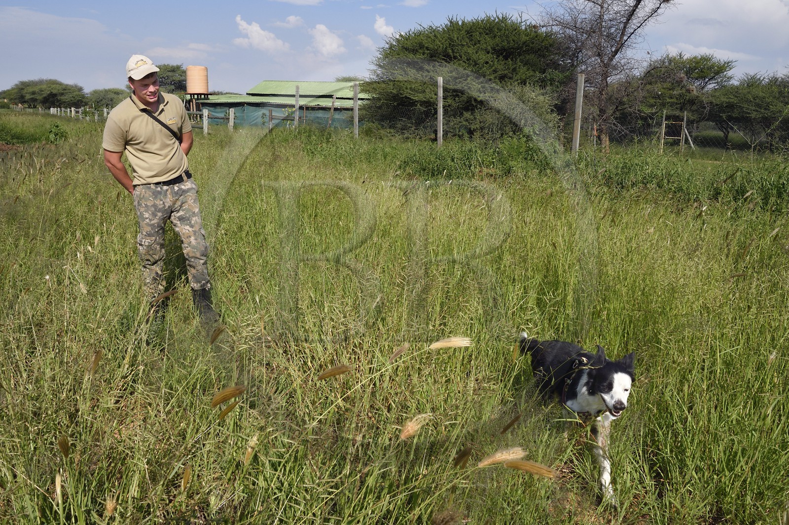 Namibie, Otjiwarongo, Cheetah Conservation Fund, centre de recherche et d'éducation, Quentin de Jager forme son chien à la recherche d'excréments (de guépards et autres) souvent sur les bords des routes aux abords de fermes pour le laboratoire du CCF