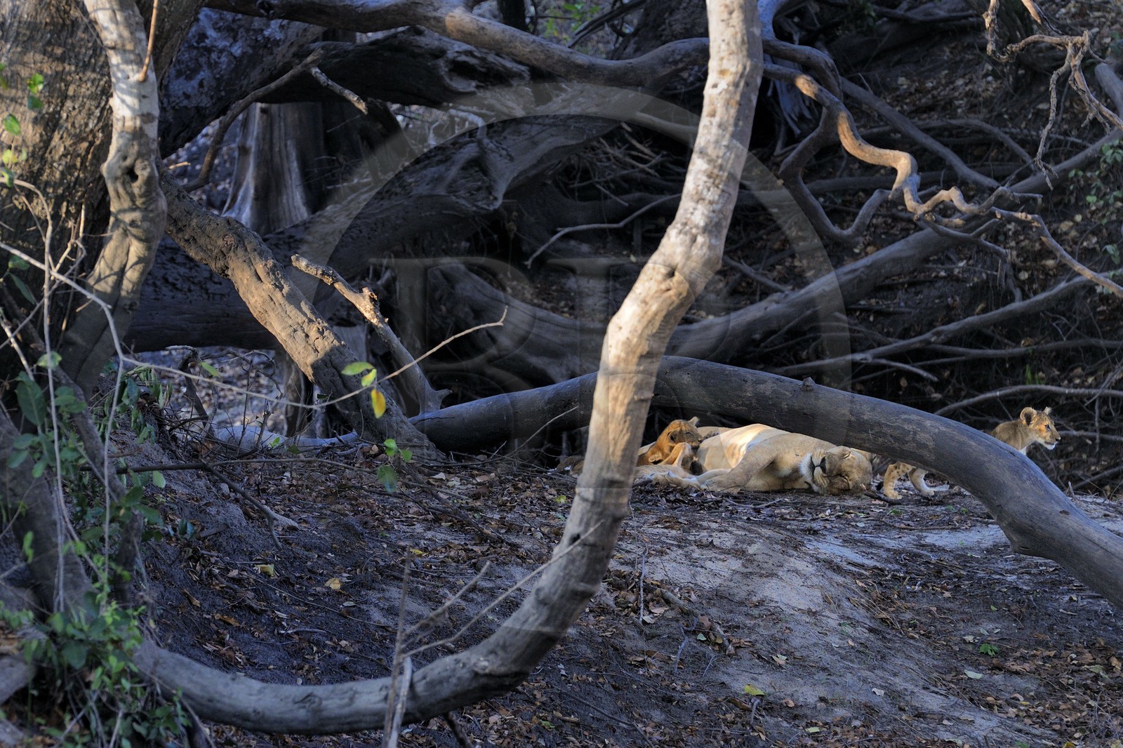 Tanzanie, Reserve de gibier de Selous une des plus grandes zones protégées au monde et inscrite sur la liste du patrimoine mondial de l’Unesco depuis 1982, une lionne avec ses petits
