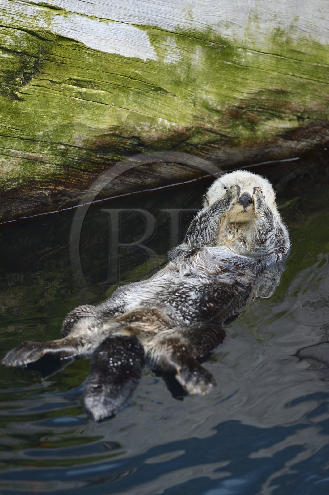 Portugal, Lisbon, Parque das Nações (Nations' Park) built for the Universal Expo 98 World Exhibition, Oceanário (Oceanarium), sea otter (Enhydra lutris)