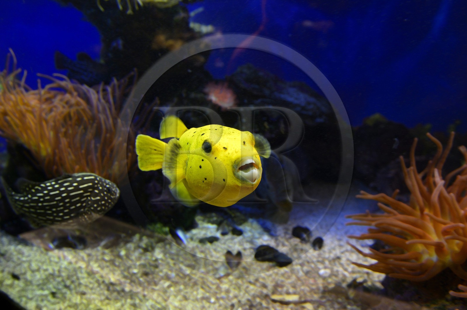 Principality of Monaco, Monaco, the oceanographic museum, Fugu (Takifugu rubripes) or japanese pufferfish, venomous