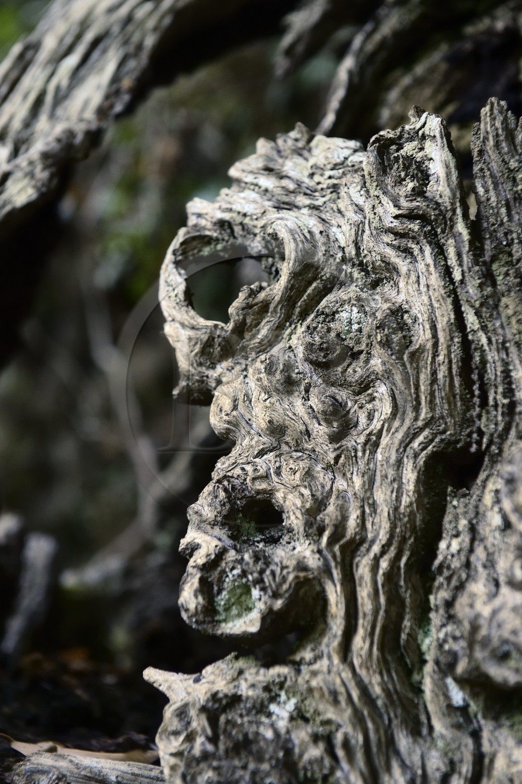 France, Haute Corse, Castagniccia, village of Carcheto, the famous chestnut tree that is the main character of the book The Shepherd of the dead, Mal'Concilio, from the writer Jean-Claude Rogliano