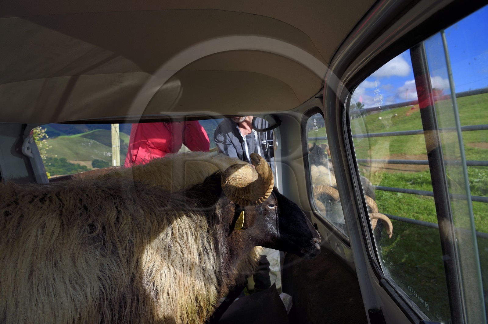 France, Pyrénées-Atlantiques (64), Pays-Basque, vallée des Aldudes, Urepel, brebis manech tête noire dans une renault 4L pour le transport