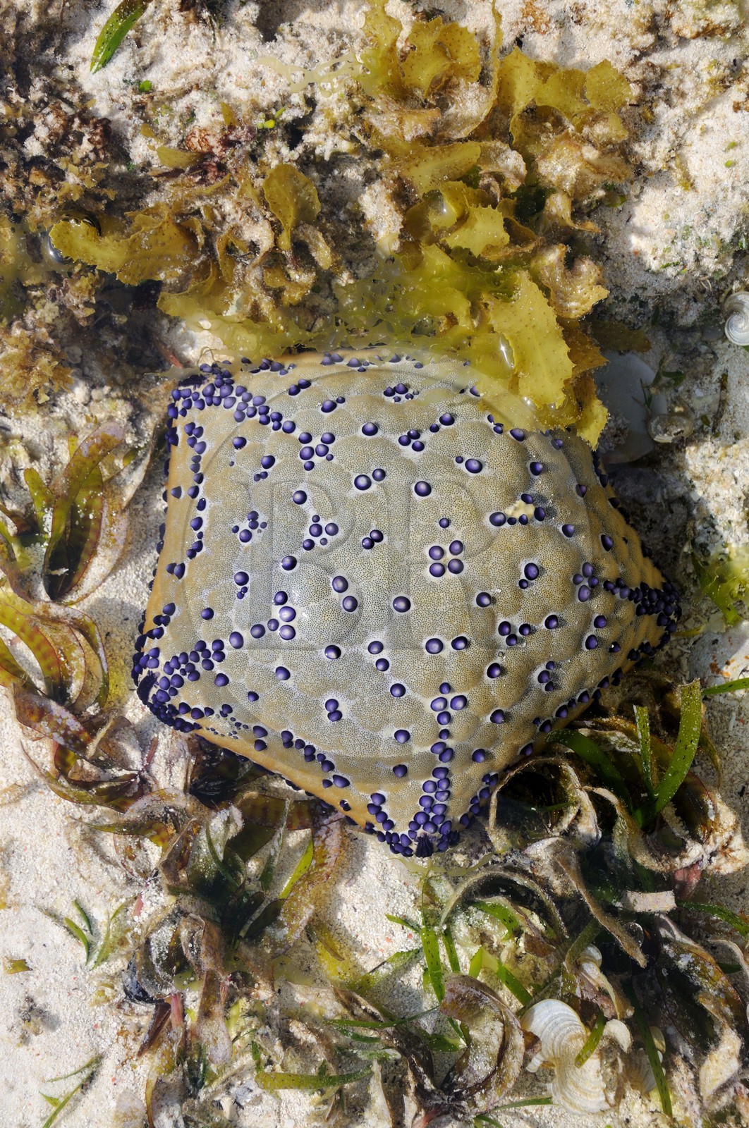 Tanzanie, archipel de Zanzibar, île de Unguja (Zanzibar), côte Sud-Est, Bwejuu, étoile de mer sur le récif coralien à marée basse