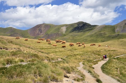 France, Hautes Pyrenees, Saint Lary Soulan and Vielle-Aure, hike on a variant of the GR10 between the Portet pass and the Bastan lakes on the edge of the Neouvielle nature reserve, herd of cows in the summer pasture towards the pass