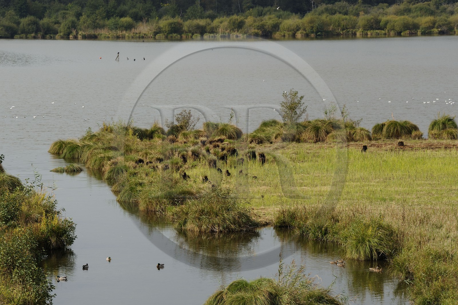France, Eure (27), Marais-Vernier, la Grande Mare