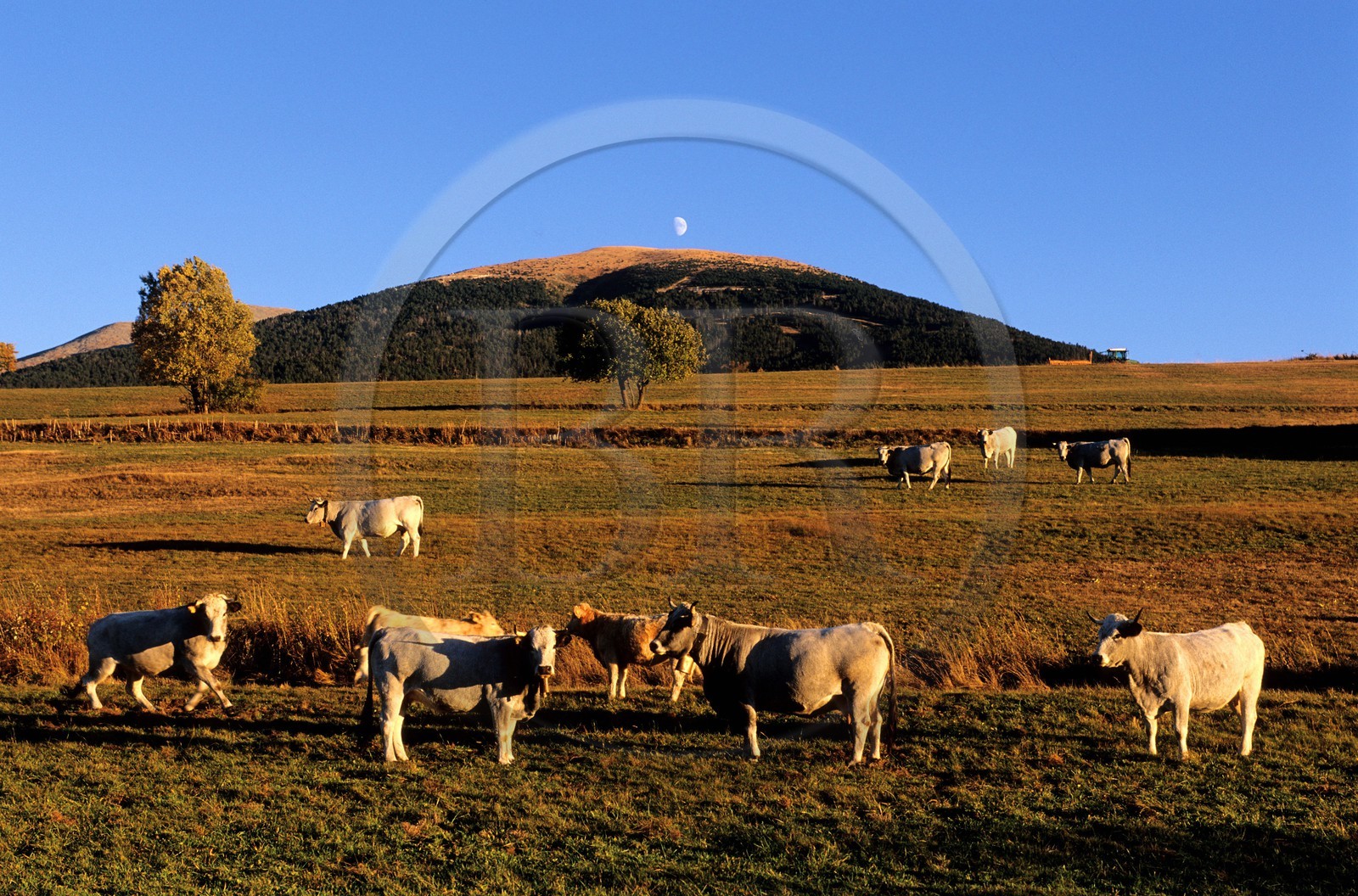 France, Pyrénées-Orientales (66), vaches au pâturage sur le haut-plateau de la Cerdagne