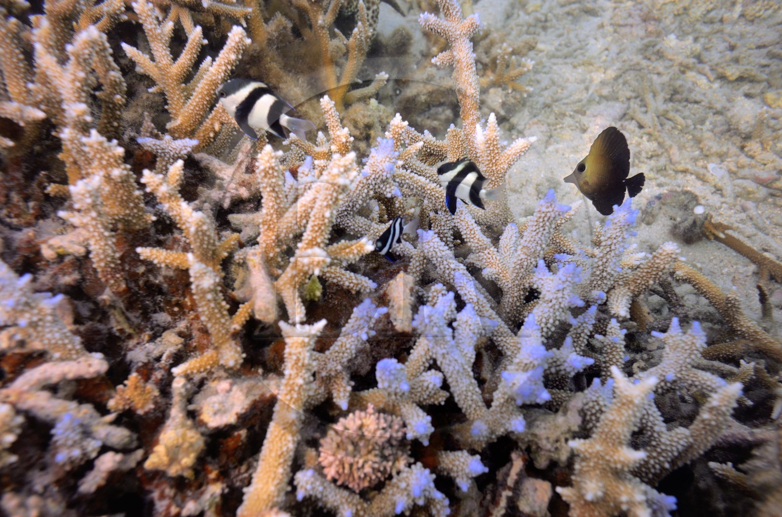 France, Ile de la Reunion, Côte Ouest, Saint-Gilles-Les-Bains (commune de Saint-Paul), le récif corallien du lagon de l'Ermitage (vue sous-marine)