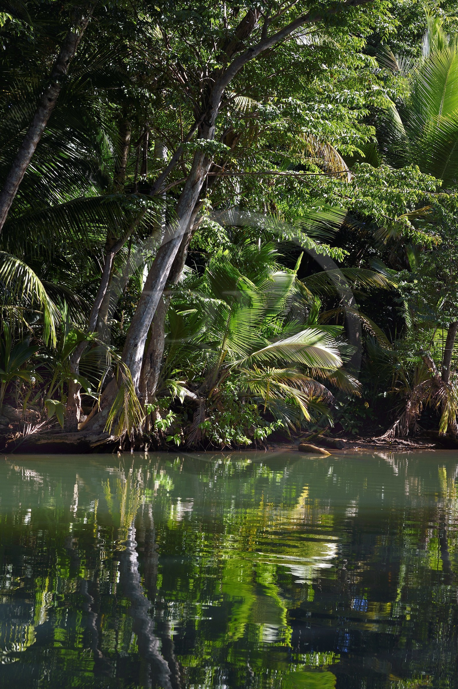 Caraïbes, Ile de la Dominique, Portsmouth, les rives de l'Indian River