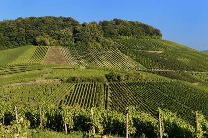 Luxembourg, district de Grevenmacher, région de la Moselle, le vignoble mosellan autour du village de Wintrange (Wintringen)