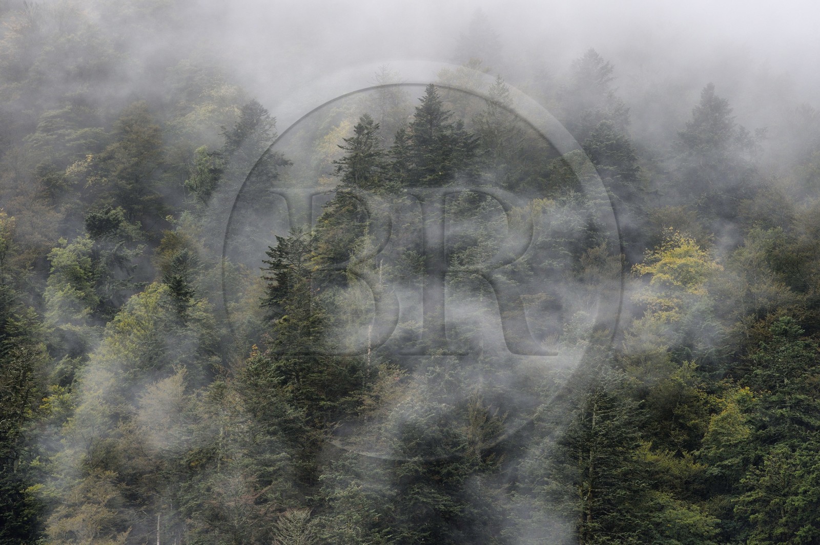 France, Haut-Rhin (68), Parc naturel régional des ballons des Vosges, Storckensohn, montagne de La Tête des Perches, forêt de hêtraie-sapinière
