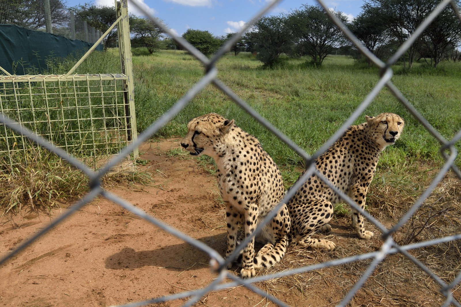 Namibie, Otjiwarongo, Cheetah Conservation Fund, centre de recherche et d'éducation, guépards (Acinonyx jubatus) en captivité temporaire et destinés à être relachés dans le bush