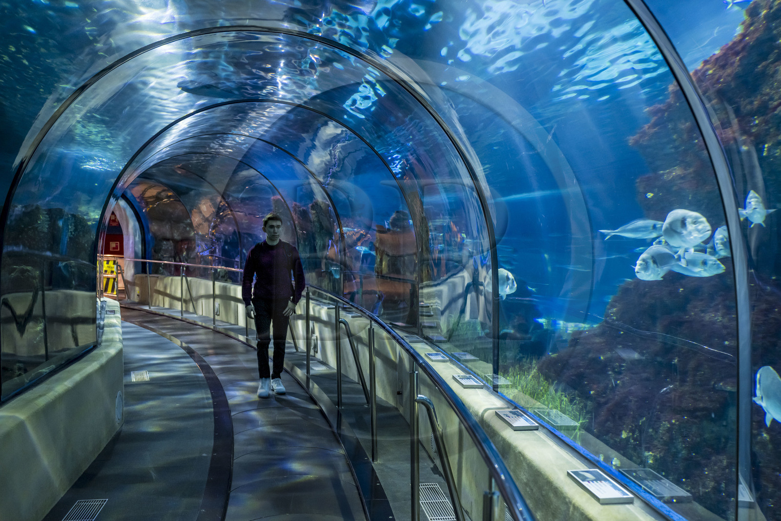 Espagne, Catalogne, Barcelone, Port Vell, l'aquarium, le tunnel subaquatique