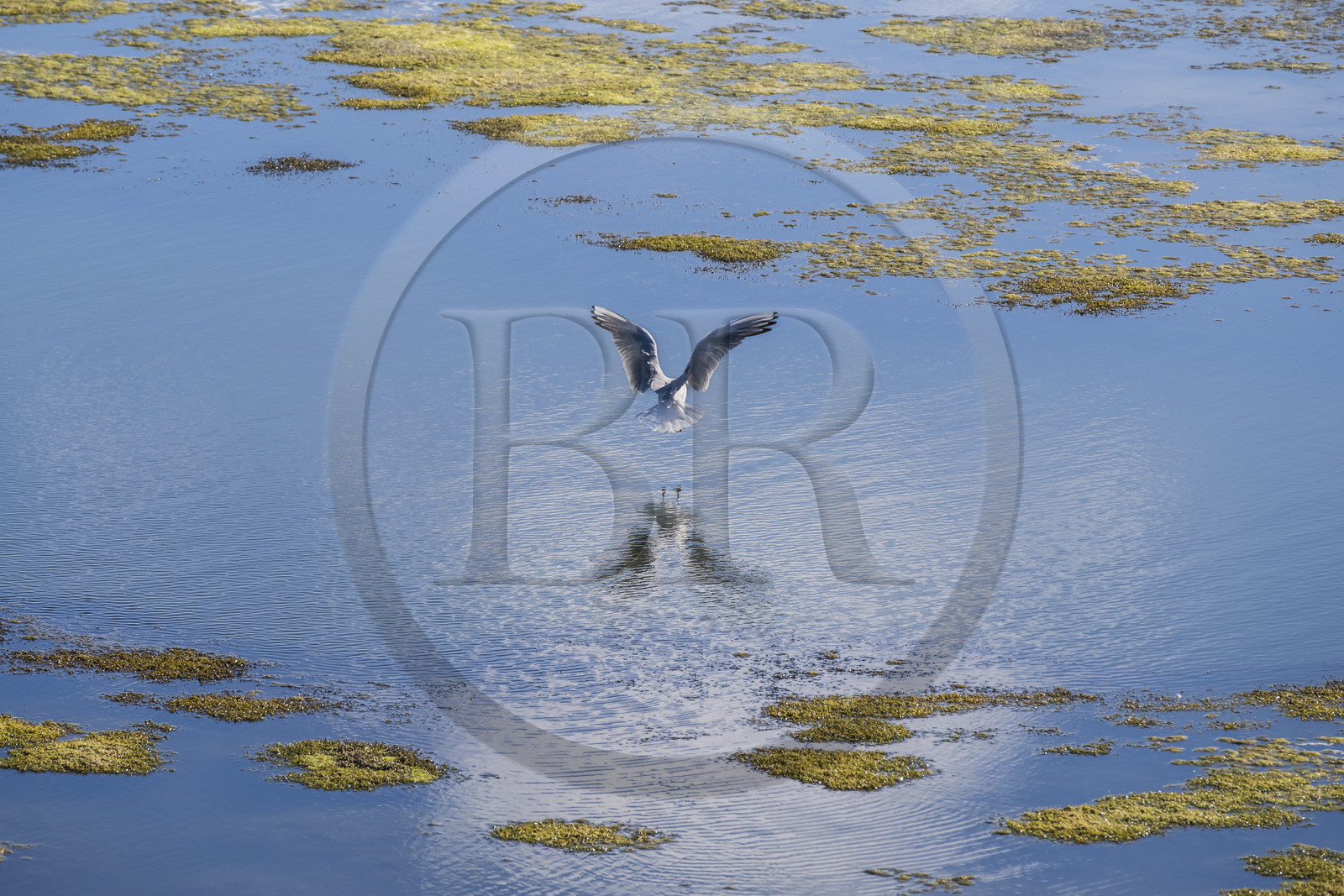 France, Vendée (85), île de Noirmoutier, Barbatre, mouette rieuse (Chroicocephalus ridibundus)