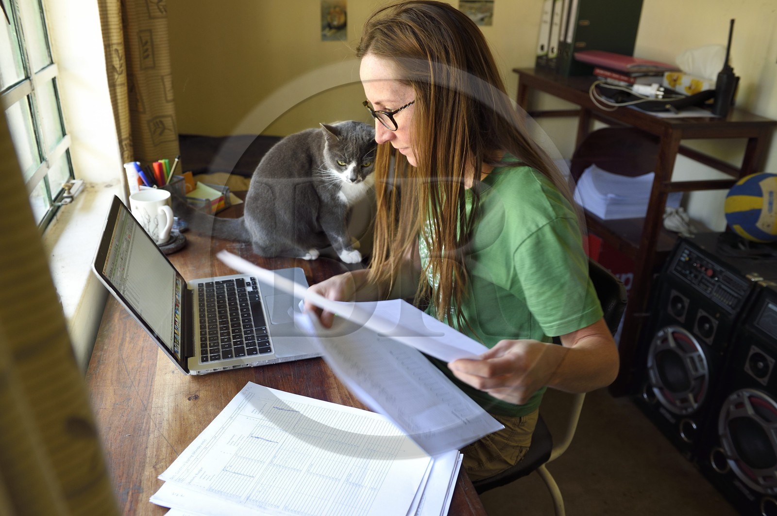 Zimbabwe, Midlands Province, Gweru, Antelope Park home to ALERT (African Lion and Environmental Research Trust), Yvonne Gordon is in charge of the observation of the behavior of lions to be released in a pride in a national park