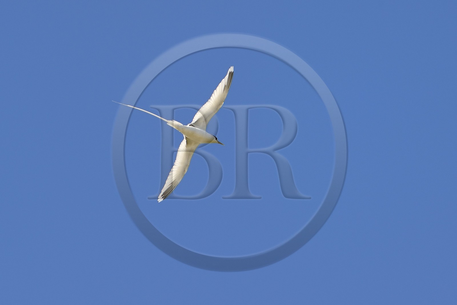 France, Ile de la Reunion, côte sud, Petite-Ile, Paille en queue ou Phaéton à bec jaune (Phaethon lepturus) est un des emblèmes des Mascareignes