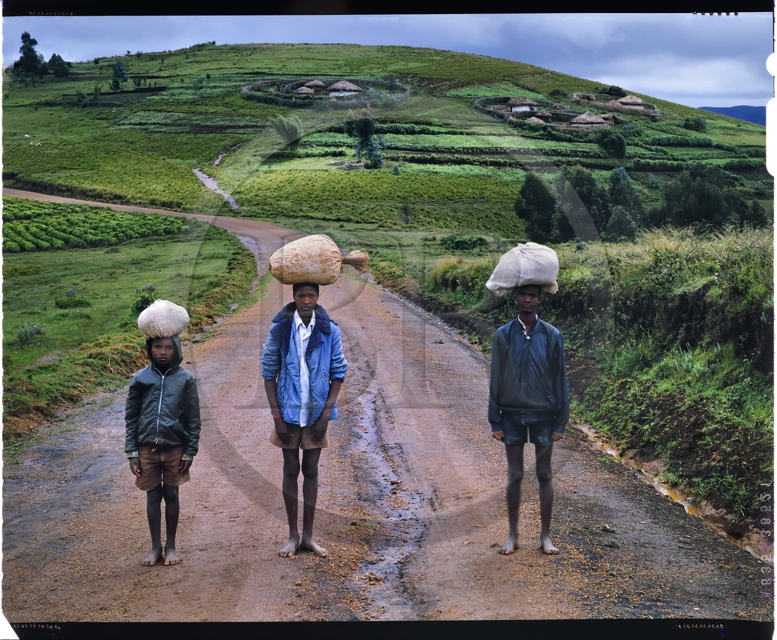 Burundi, Bujumbura Province, Ijenda area, Rugos on Ijenda hills, the village structure is a colonial intake and burundians (the vast majority of the workforce is in agriculture) lived until recently in a family home called rugo usually installed halfway up around the hills and in the middle of the property, it is suitable for breeding with a space for animals and fencing not only served as protection but also to family cohesion and to park animals for the night (4x5 reversal film reproduction)