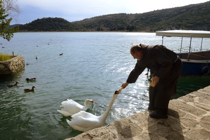 Croatia, Dalmatia, Krka National Park where Krka River becomes Lake Visovac, the Visovac Franciscan Monastery, Brother Stojan  gives bread to the swans