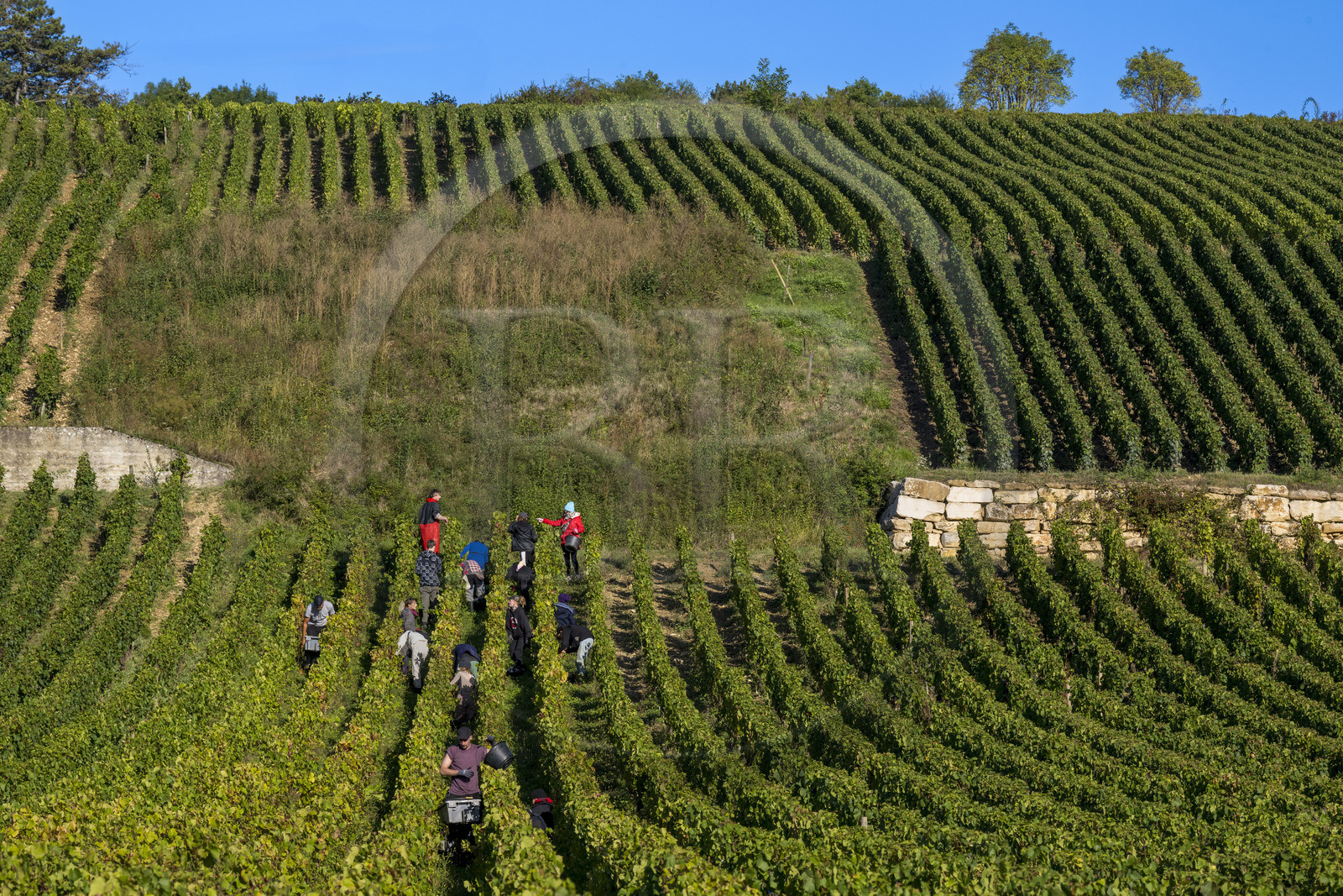 France, Cote d'Or, Climats terroirs of Burgundy listed as World Heritage by UNESCO, Route des Grands Crus, Cote de Beaune vineyard, Volnay, harvest in the vines of the Cluzeaud Volnay 1er Cru Pitures estate using the Pinot Noir grape variety