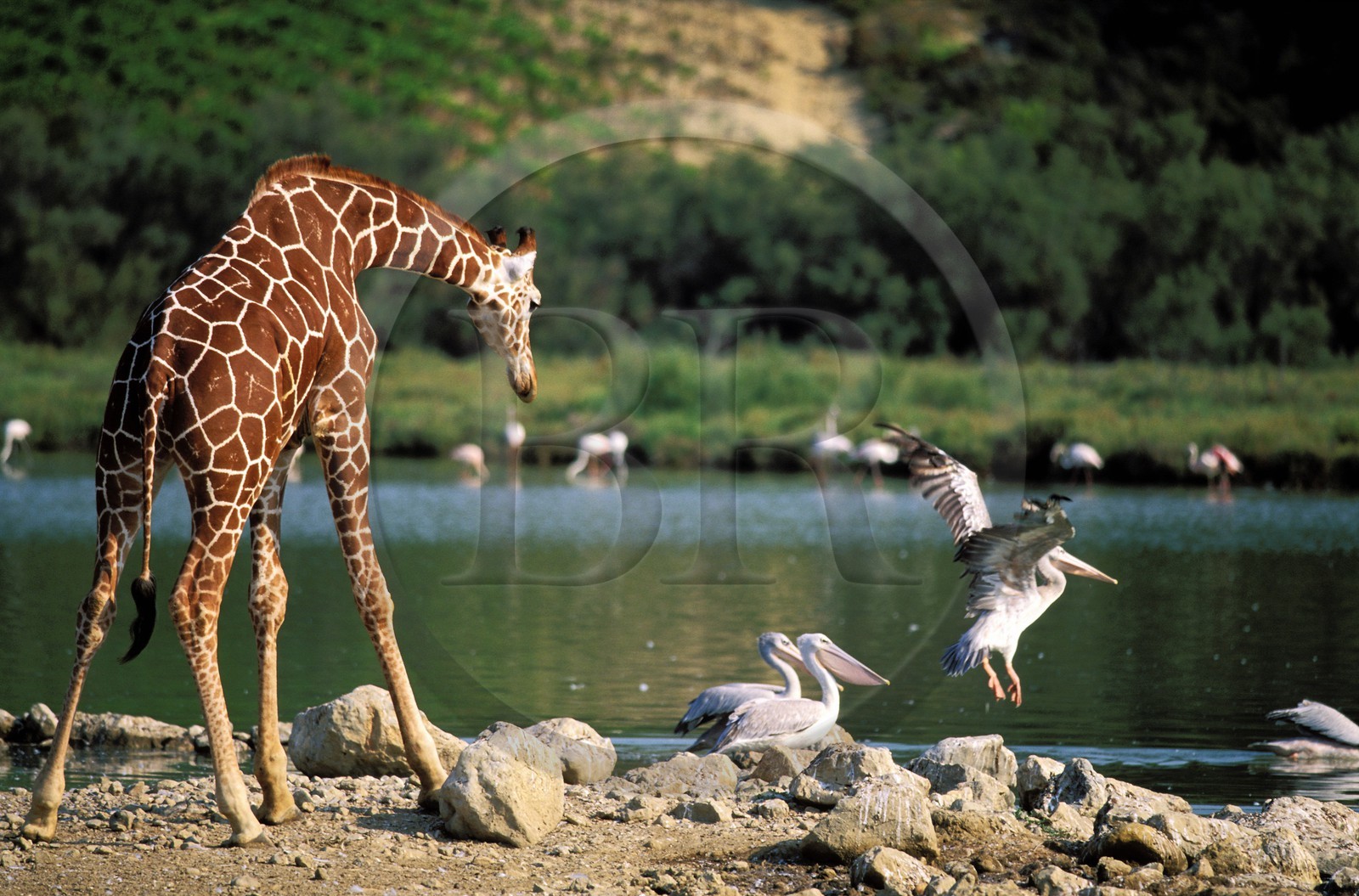 France, Aude (11), la réserve africaine de Sigean, une girafe et un pélican